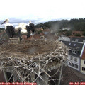 10_55-nest.jpg