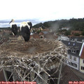 11_00-nest.jpg