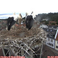 11_05-nest.jpg