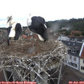 11_10-nest.jpg