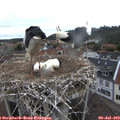 11_15-nest.jpg