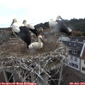 11_20-nest.jpg