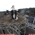 11_25-nest.jpg