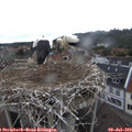 11_30-nest.jpg