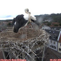11_35-nest.jpg