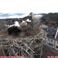 11_40-nest.jpg