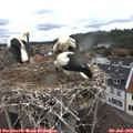 11_50-nest.jpg