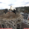 11_55-nest.jpg