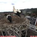 12_00-nest.jpg