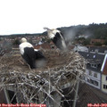 12_05-nest.jpg