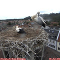 12_10-nest.jpg
