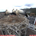 12_15-nest.jpg