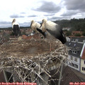 12_20-nest.jpg