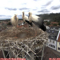 12_25-nest.jpg