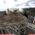 12_30-nest.jpg