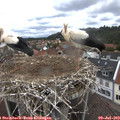 12_35-nest.jpg