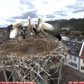 12_40-nest.jpg