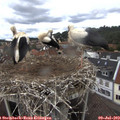 12_45-nest.jpg