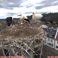 12_50-nest.jpg