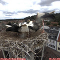 12_55-nest.jpg