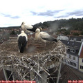 13_00-nest.jpg