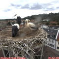 13_05-nest.jpg