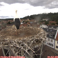 13_10-nest.jpg
