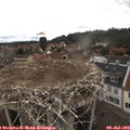 13_15-nest.jpg