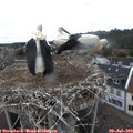 13_20-nest.jpg