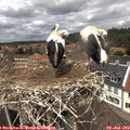 13_30-nest.jpg