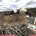 13_35-nest.jpg