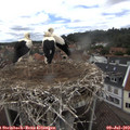 13_40-nest.jpg