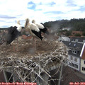 13_45-nest.jpg
