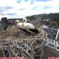 13_50-nest.jpg