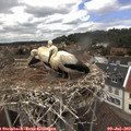 13_55-nest.jpg