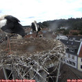 14_05-nest.jpg