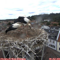 14_15-nest.jpg