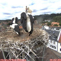 14_20-nest.jpg