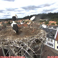 14_25-nest.jpg