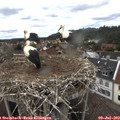 14_30-nest.jpg