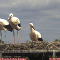 14_35-mast.jpg