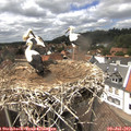 14_35-nest.jpg