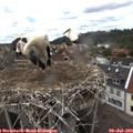 14_45-nest.jpg