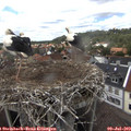 14_50-nest.jpg