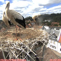 14_55-nest.jpg