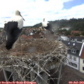 15_00-nest.jpg