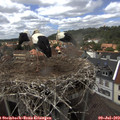 15_05-nest.jpg