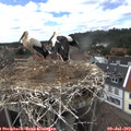 15_10-nest.jpg