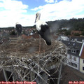 15_15-nest.jpg