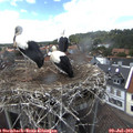 15_20-nest.jpg